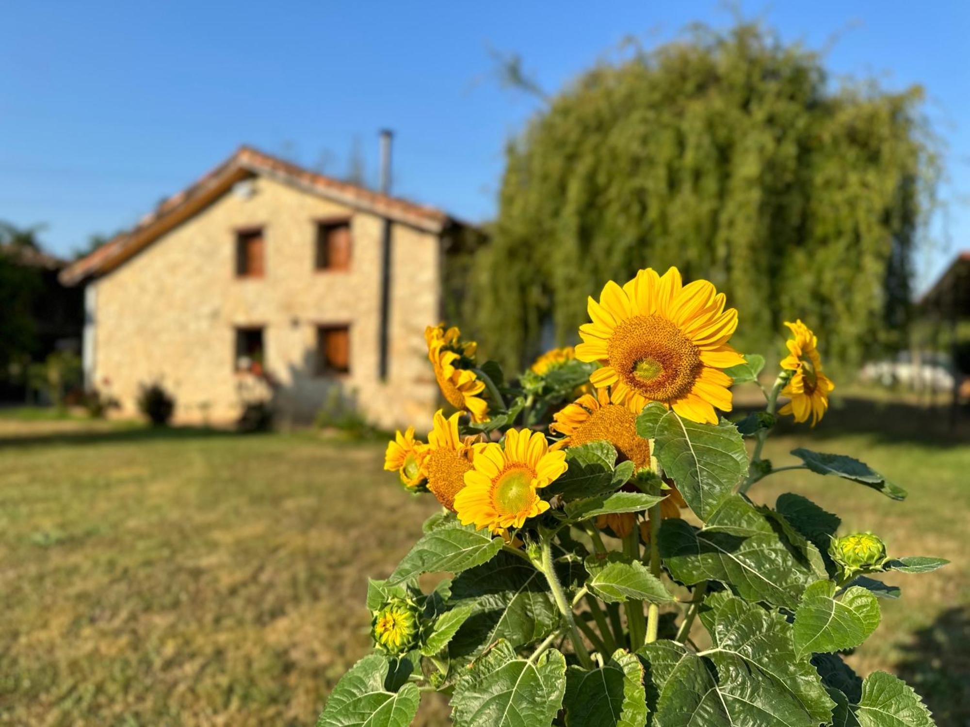 Gasthaus El Llagar - Sagasta Rural Oviédo Exterior foto